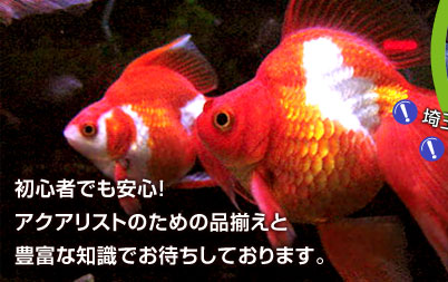 埼玉 金魚 熱帯魚 淡水魚 海水魚 観賞魚 飼育用品販売専門 しんせつ